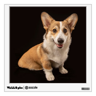 Cutest Baby Animals Corgi Portrait on Black Wall Decal