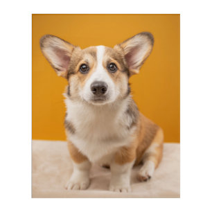 Cutest Baby Animals Corgi Portrait on Orange Acrylic Print