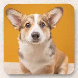 Cutest Baby Animals Corgi Portrait on Orange Beverage Coaster