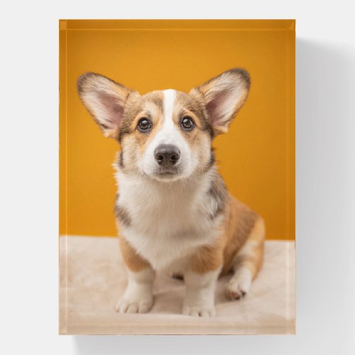 Cutest Baby Animals  Corgi Portrait on Orange Paperweight