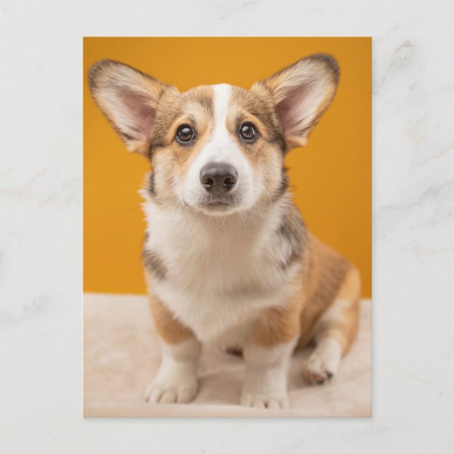Cutest Baby Animals | Corgi Portrait on Orange Postcard (Front)