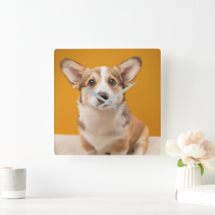 Cutest Baby Animals Corgi Portrait on Orange Square Wall Clock