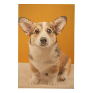 Cutest Baby Animals Corgi Portrait on Orange Wood Wall Art