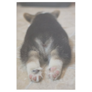 Cutest Baby Animals Corgi Puppy Behind Gallery Wrap