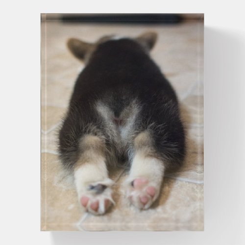 Cutest Baby Animals  Corgi Puppy Behind Paperweight