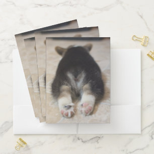Cutest Baby Animals   Corgi Puppy Behind Pocket Folder