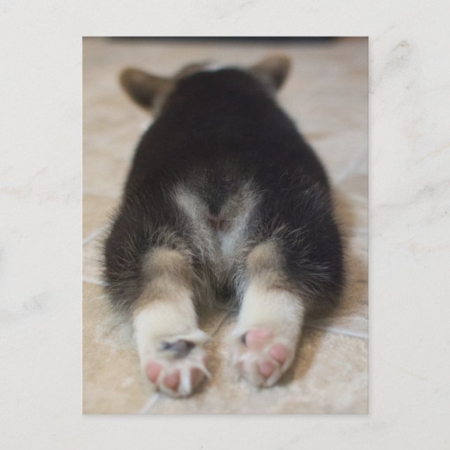 Cutest Baby Animals | Corgi Puppy Behind Postcard (Front)