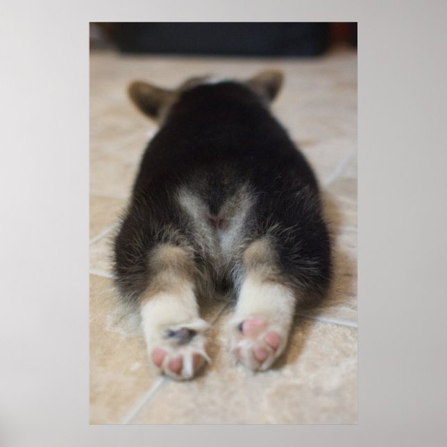 Cutest Baby Animals | Corgi Puppy Behind Poster (Front)