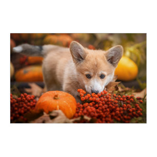 Cutest Baby Animals Corgi Puppy in Autumn Acrylic Print
