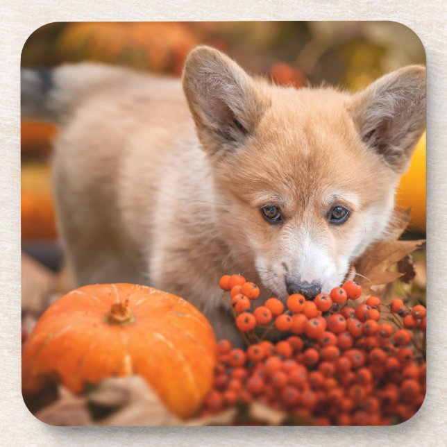 Cutest Baby Animals | Corgi Puppy  in Autumn Beverage Coaster (Front)