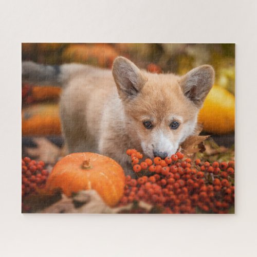 Cutest Baby Animals  Corgi Puppy  in Autumn Jigsaw Puzzle