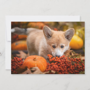 Cutest Baby Animals Corgi Puppy in Autumn Thank You Card