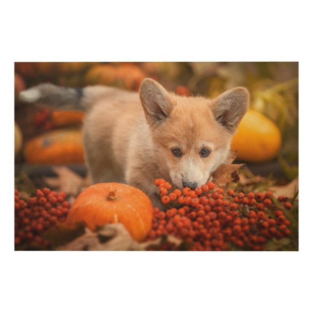 Cutest Baby Animals | Corgi Puppy  in Autumn Wood Wall Art (Front)
