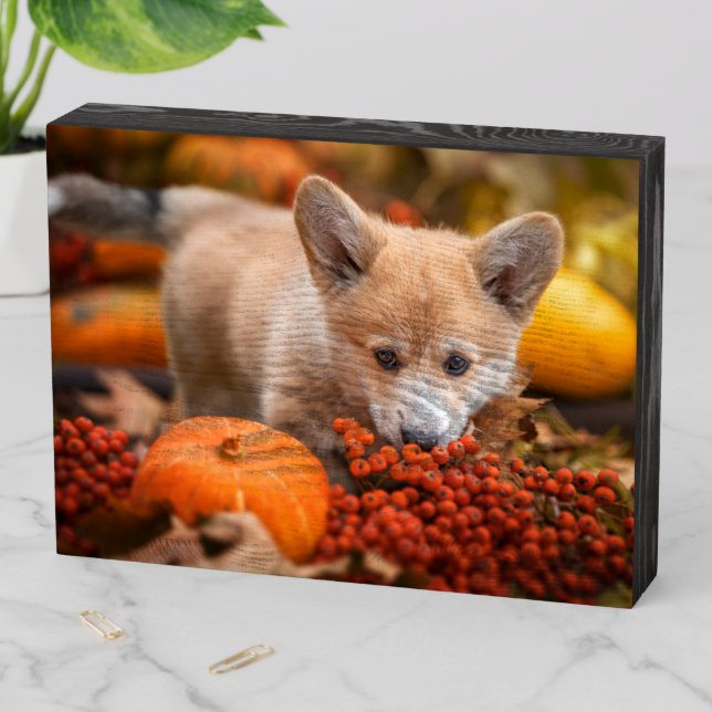 Cutest Baby Animals | Corgi Puppy  in Autumn Wooden Box Sign (In Situ Horizontal)