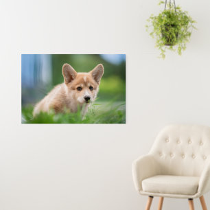 Cutest Baby Animals Corgi Puppy in the Yard Foam Board