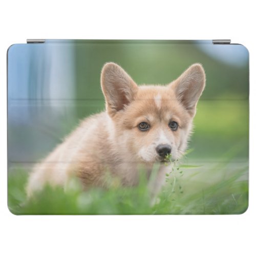 Cutest Baby Animals  Corgi Puppy in the Yard iPad Air Cover