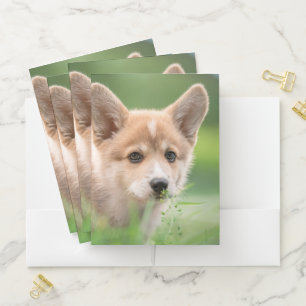 Cutest Baby Animals Corgi Puppy in the Yard Pocket Folder