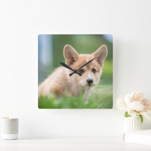 Cutest Baby Animals Corgi Puppy in the Yard Square Wall Clock