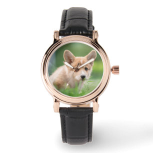 Cutest Baby Animals Corgi Puppy in the Yard Watch
