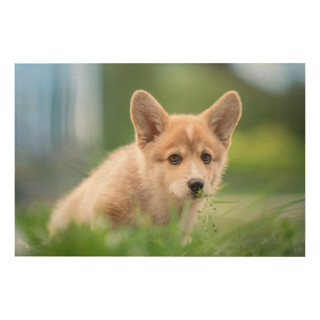 Cutest Baby Animals | Corgi Puppy in the Yard Wood Wall Art (Front)
