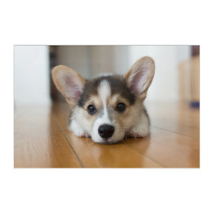Cutest Baby Animals Corgi Puppy Looking Acrylic Print