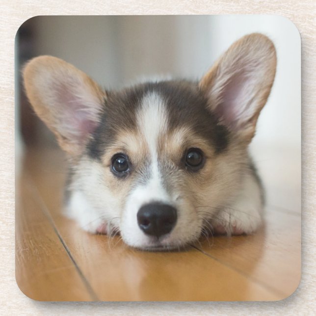 Cutest Baby Animals | Corgi Puppy Looking Beverage Coaster (Front)