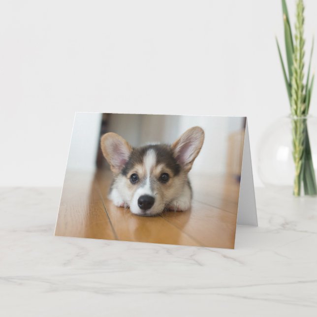 Cutest Baby Animals | Corgi Puppy Looking Card (Front)