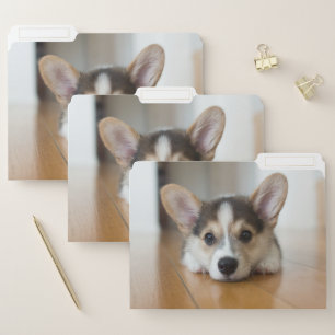 Cutest Baby Animals   Corgi Puppy Looking File Folder
