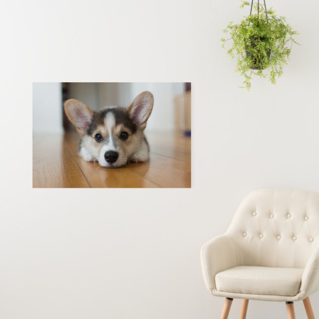 Cutest Baby Animals | Corgi Puppy Looking Foam Board (In Situ (Wall))