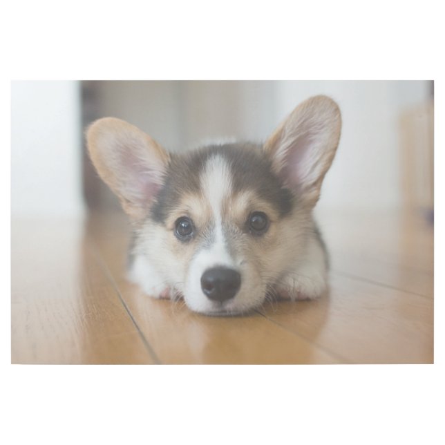 Cutest Baby Animals | Corgi Puppy Looking Gallery Wrap (Front)