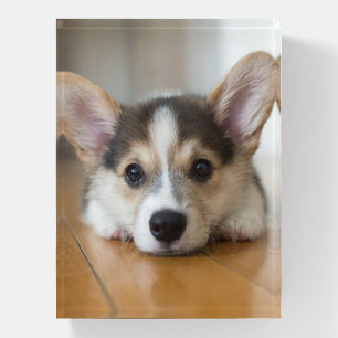 Cutest Baby Animals Corgi Puppy Looking Paperweight