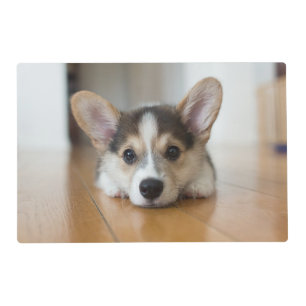 Cutest Baby Animals Corgi Puppy Looking Placemat