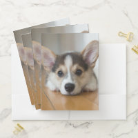 Cutest Baby Animals | Corgi Puppy Looking