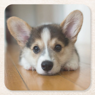 Cutest Baby Animals Corgi Puppy Looking Square Paper Coaster