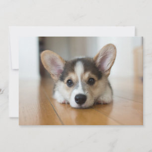 Cutest Baby Animals Corgi Puppy Looking Thank You Card