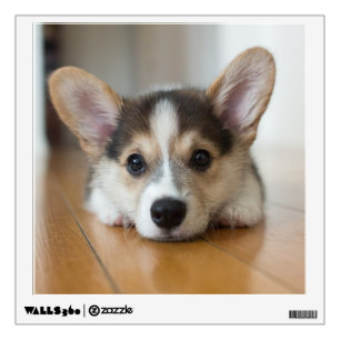 Cutest Baby Animals   Corgi Puppy Looking Wall Decal