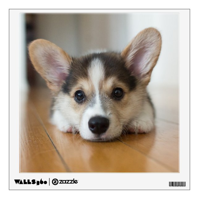 Cutest Baby Animals | Corgi Puppy Looking Wall Decal (Front)