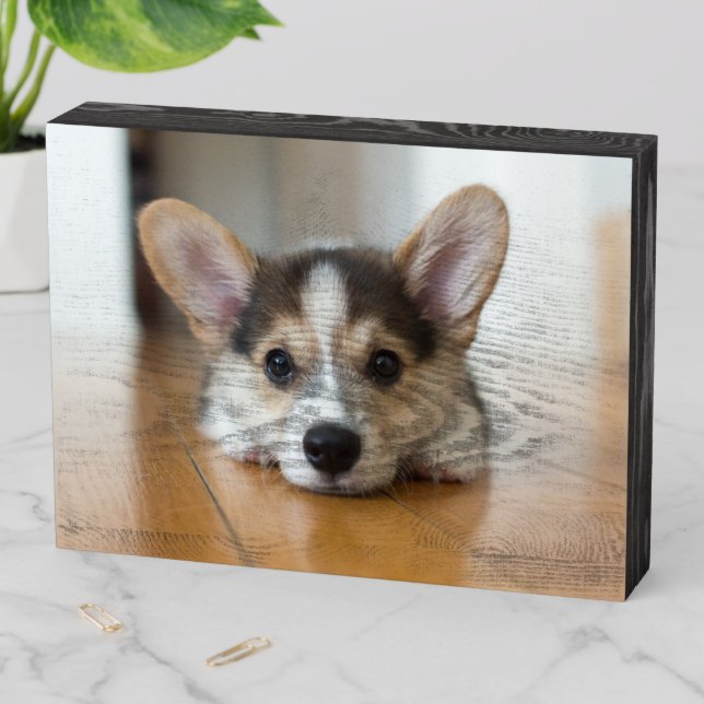 Cutest Baby Animals | Corgi Puppy Looking Wooden Box Sign (In Situ Horizontal)