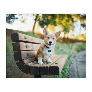 Cutest Baby Animals Corgi Puppy on a Park Bench Acrylic Print