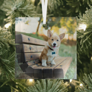 Cutest Baby Animals   Corgi Puppy on a Park Bench Glass Ornament