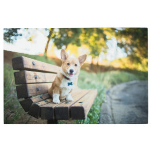 Cutest Baby Animals Corgi Puppy on a Park Bench Metal Print