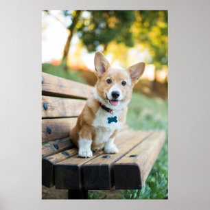 Cutest Baby Animals Corgi Puppy on a Park Bench Poster