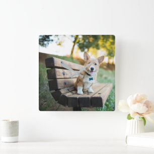 Cutest Baby Animals Corgi Puppy on a Park Bench Square Wall Clock