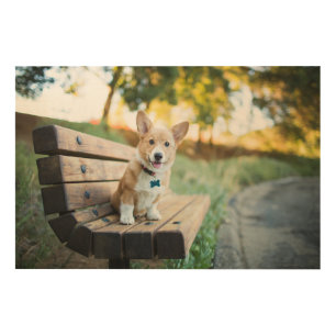 Cutest Baby Animals   Corgi Puppy on a Park Bench Wood Wall Art