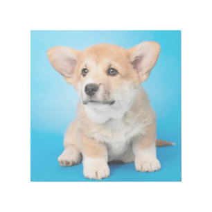 Cutest Baby Animals Corgi Puppy on Blue Gallery Wrap