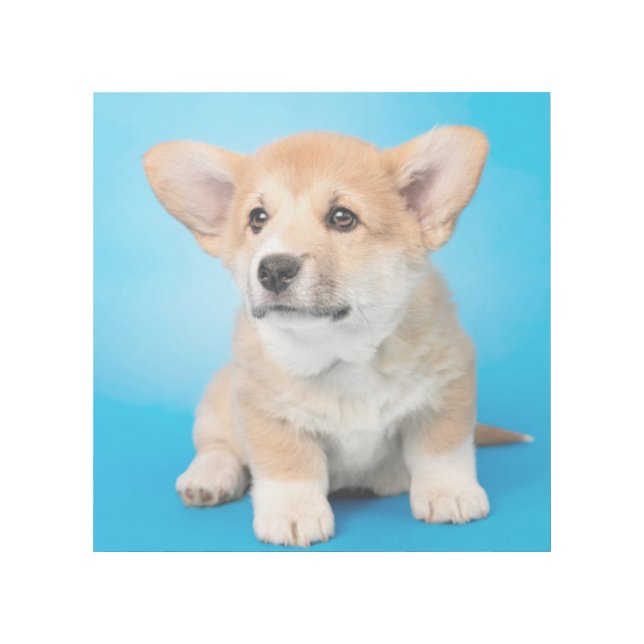 Cutest Baby Animals | Corgi Puppy on Blue Gallery Wrap (Front)