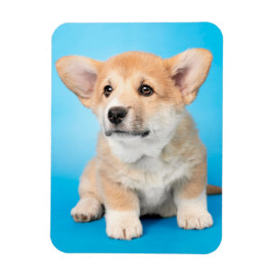 Cutest Baby Animals Corgi Puppy on Blue Magnet