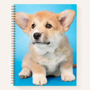 Cutest Baby Animals Corgi Puppy on Blue Notebook