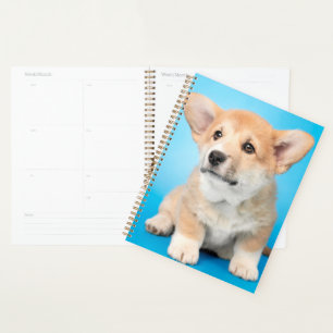 Cutest Baby Animals Corgi Puppy on Blue Planner