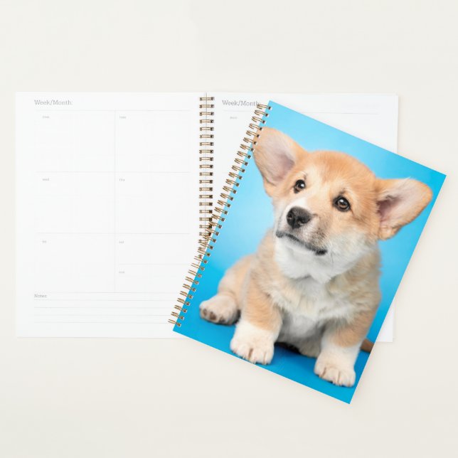 Cutest Baby Animals | Corgi Puppy on Blue Planner (Display)